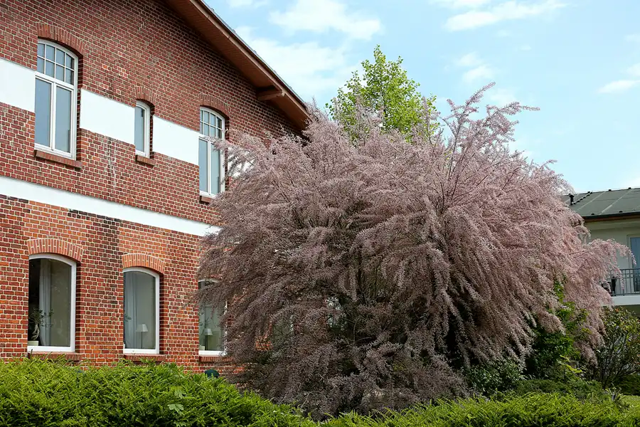 197 | 2021 | Neddesitz | © carsten riede fotografie