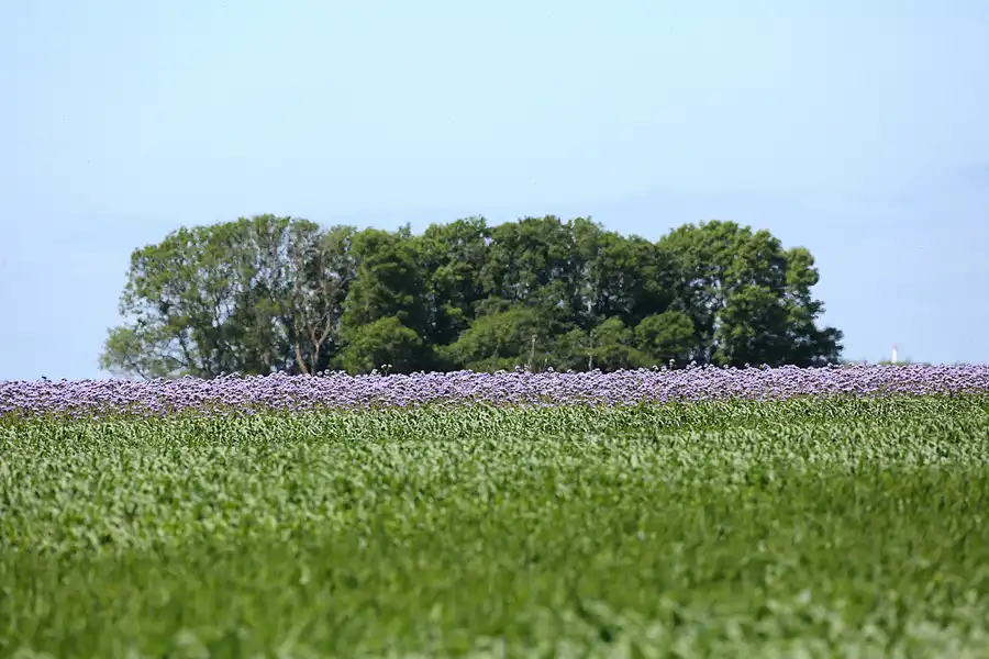 201 | 2021 | Trent | © carsten riede fotografie