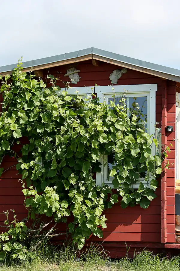 207 | 2021 | Moritzdorf | © carsten riede fotografie