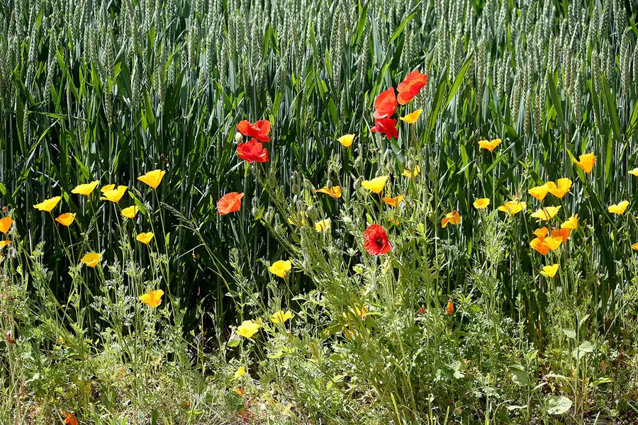 214 | 2021 | Pansevitz | © carsten riede fotografie