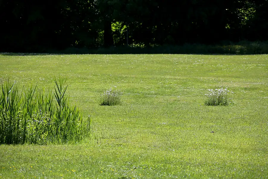 218 | 2021 | Pansevitz | Schlosspark | © carsten riede fotografie
