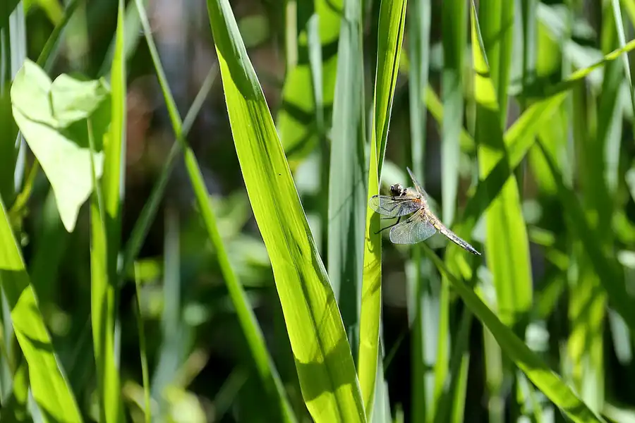 219 | 2021 | Pansevitz | Schlosspark | © carsten riede fotografie