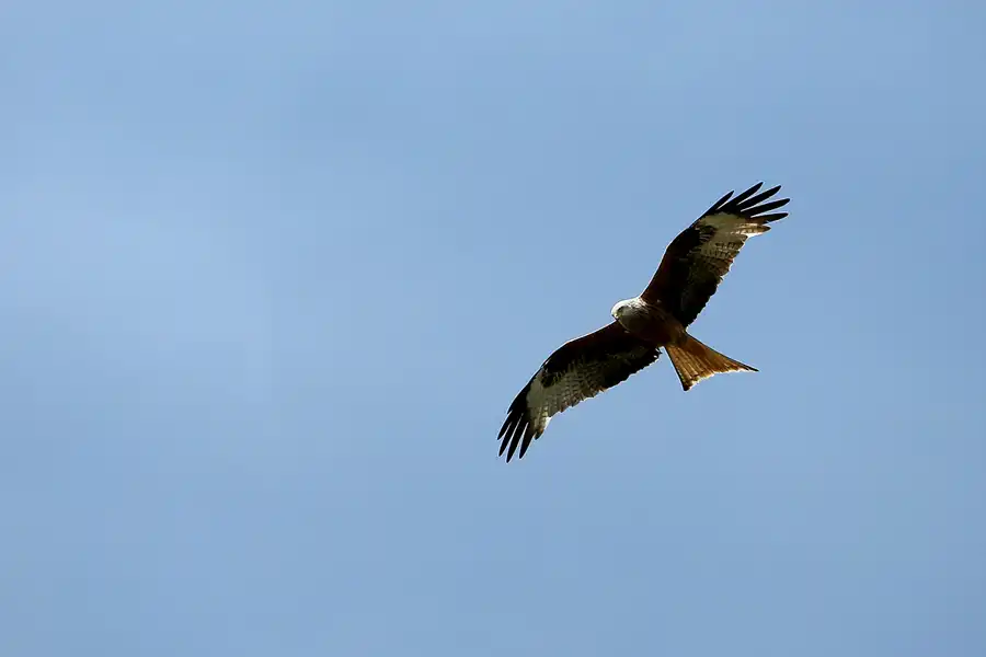 244 | 2021 | Insel Ummanz – Waase | © carsten riede fotografie
