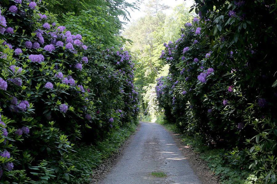 164 | 2021 | Lietzow | Waldpark Semper – Rhododendron-Allee | © carsten riede fotografie