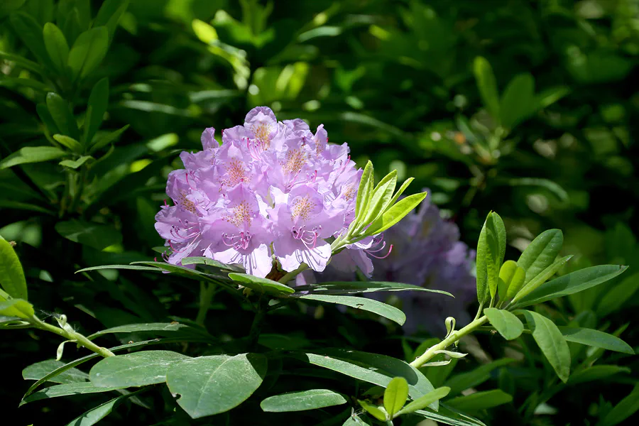 165 | 2021 | Lietzow | Waldpark Semper – Rhododendron-Allee | © carsten riede fotografie