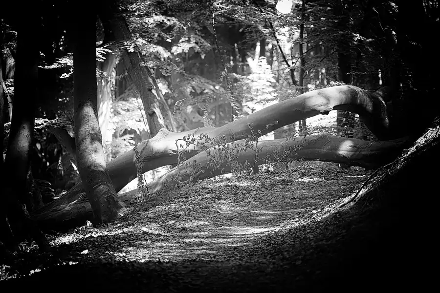 028 | 2021 | Lohme – Königsstuhl | Hochuferweg | © carsten riede fotografie