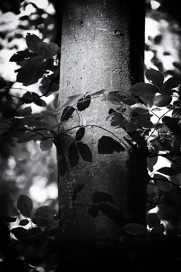 047 | 2021 | Stubbenkammer | Rund um den Herthasee | © carsten riede fotografie