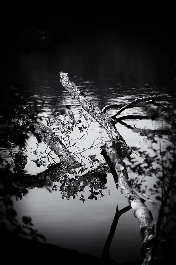 048 | 2021 | Stubbenkammer | Rund um den Herthasee | © carsten riede fotografie