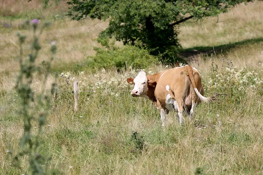 044 | 2021 | Lichtenhain/Bergbahn | © carsten riede fotografie