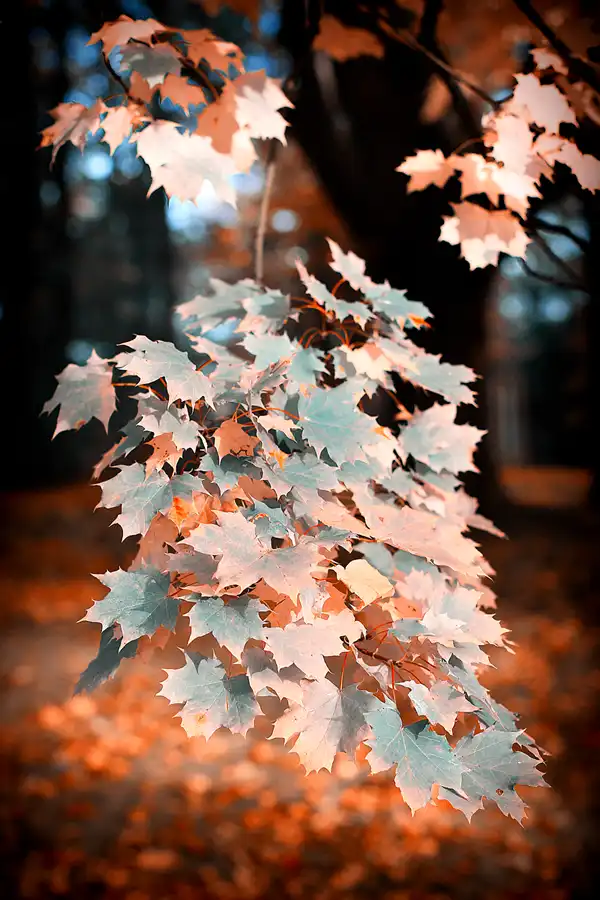 017 | 2021 | Berlin | Obersee-Orankesee-Park | © carsten riede fotografie
