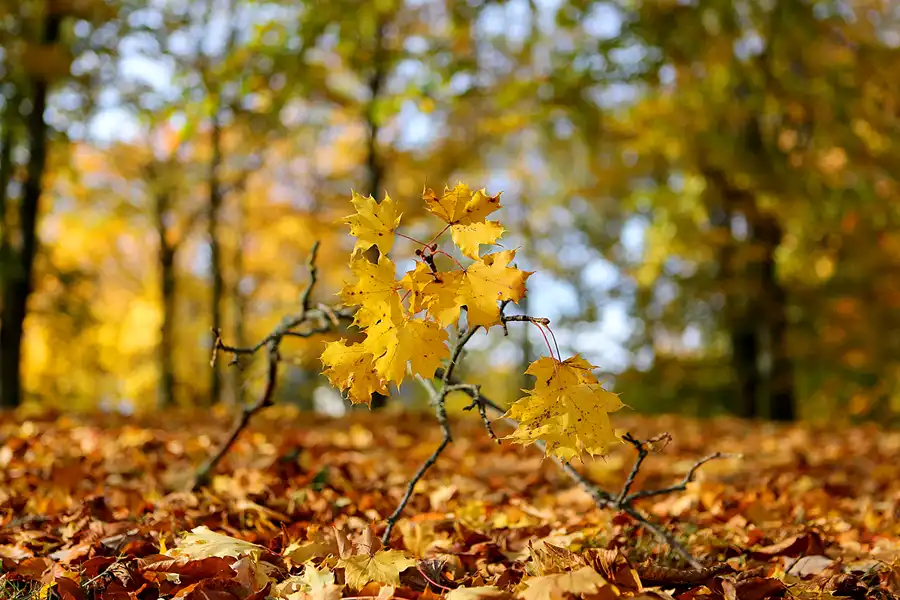 018 | 2021 | Berlin | Obersee-Orankesee-Park | © carsten riede fotografie