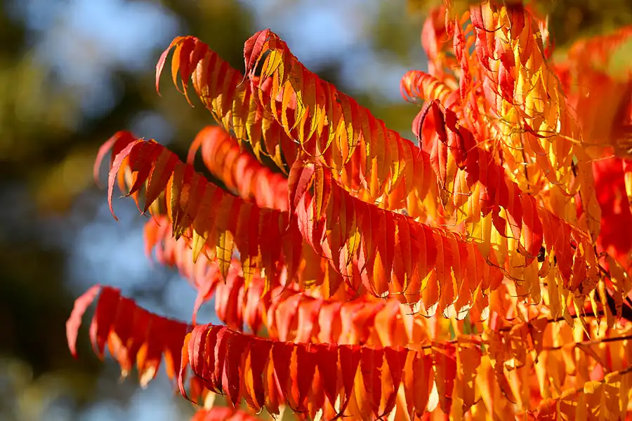 033 | 2021 | Berlin | Obersee-Orankesee-Park | © carsten riede fotografie