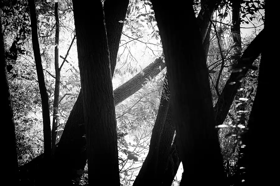 035 | 2021 | Berlin | Obersee-Orankesee-Park | © carsten riede fotografie