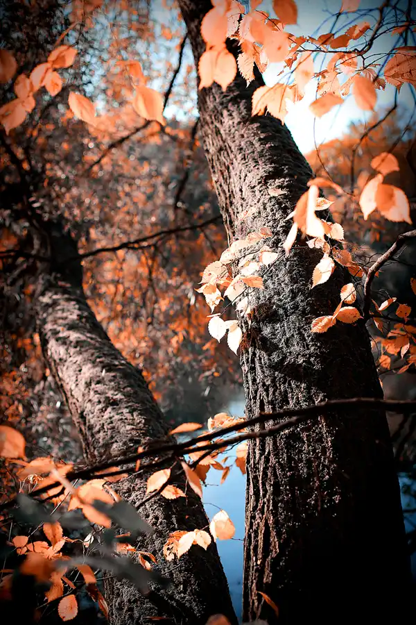 036 | 2021 | Berlin | Obersee-Orankesee-Park | © carsten riede fotografie