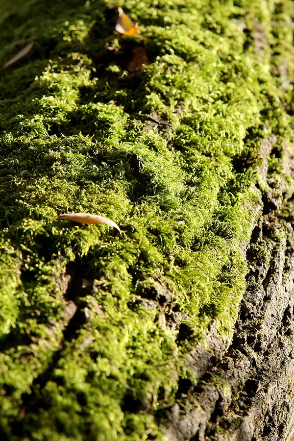 038 | 2021 | Berlin | Obersee-Orankesee-Park | © carsten riede fotografie