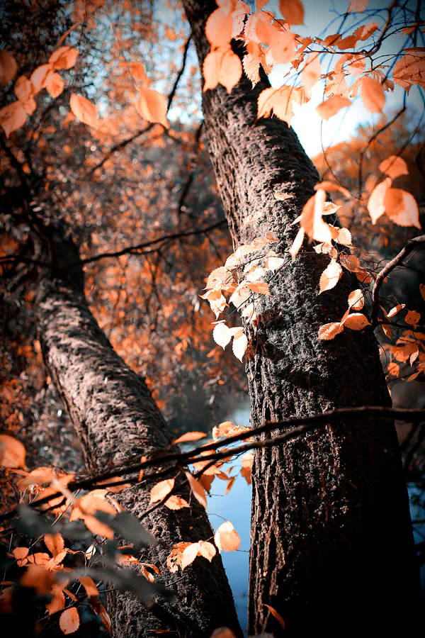 036 | 2021 | Berlin | Obersee-Orankesee-Park | © carsten riede fotografie