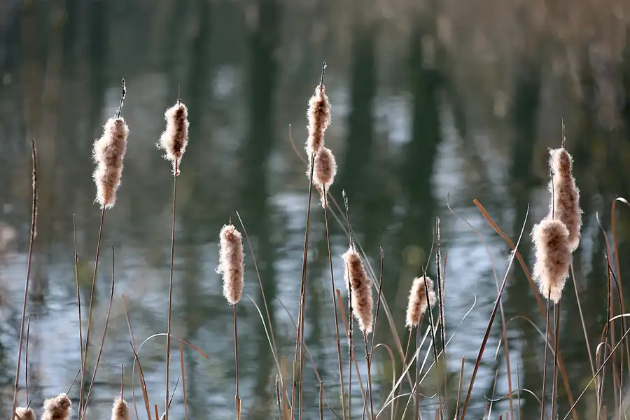 054 | 2022 | Berlin | Obersee-Orankesee-Park | © carsten riede fotografie
