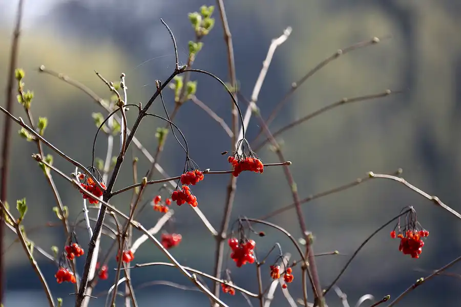 055 | 2022 | Berlin | Obersee-Orankesee-Park | © carsten riede fotografie