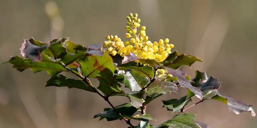 056 | 2022 | Berlin | Obersee-Orankesee-Park | © carsten riede fotografie