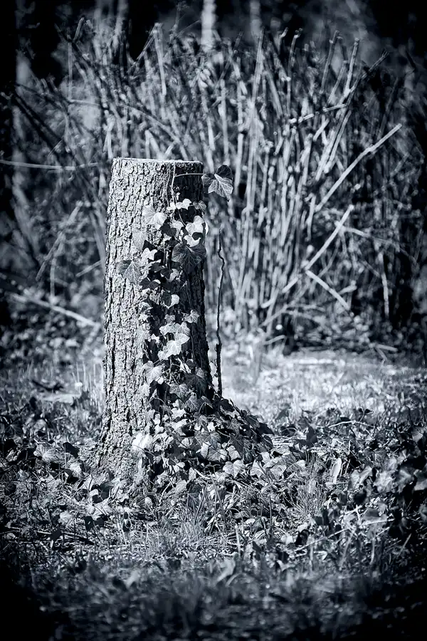 019 | 2022 | Berlin | Zentralfriedhof Friedrichsfelde | © carsten riede fotografie