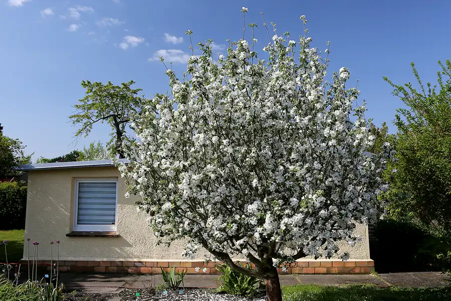 007 | 2022 | Berlin | KGA Sonnenschein | © carsten riede fotografie