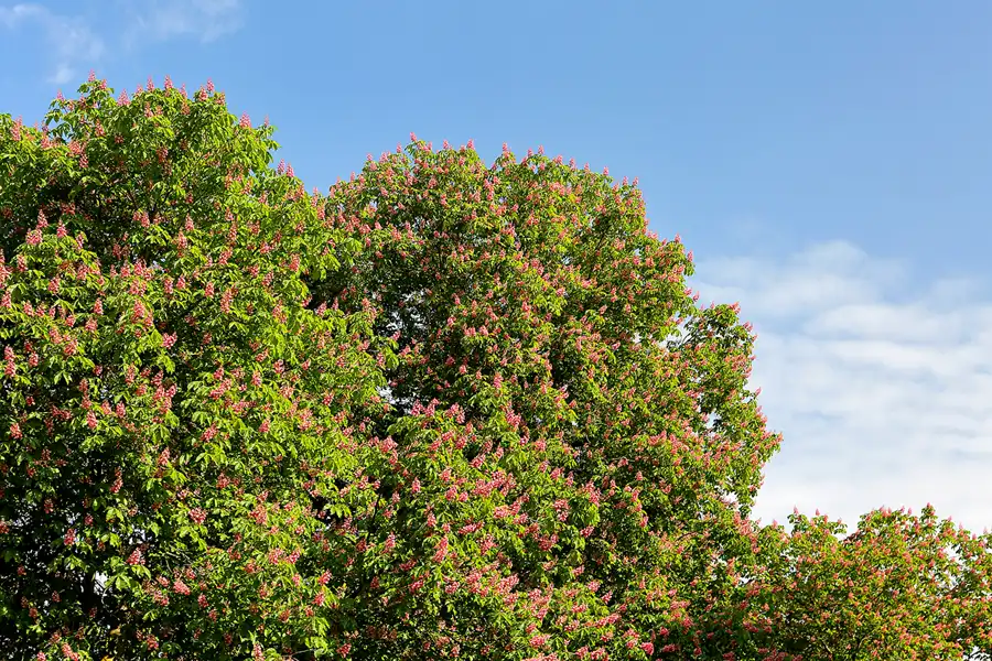 014 | 2022 | Berlin | Obersee-Orankesee-Park | © carsten riede fotografie
