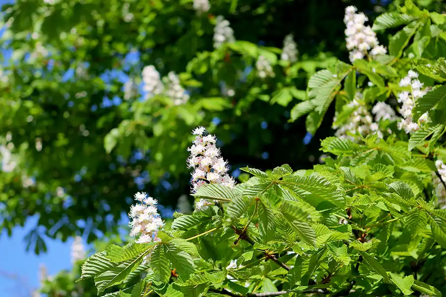 015 | 2022 | Berlin | Obersee-Orankesee-Park | © carsten riede fotografie