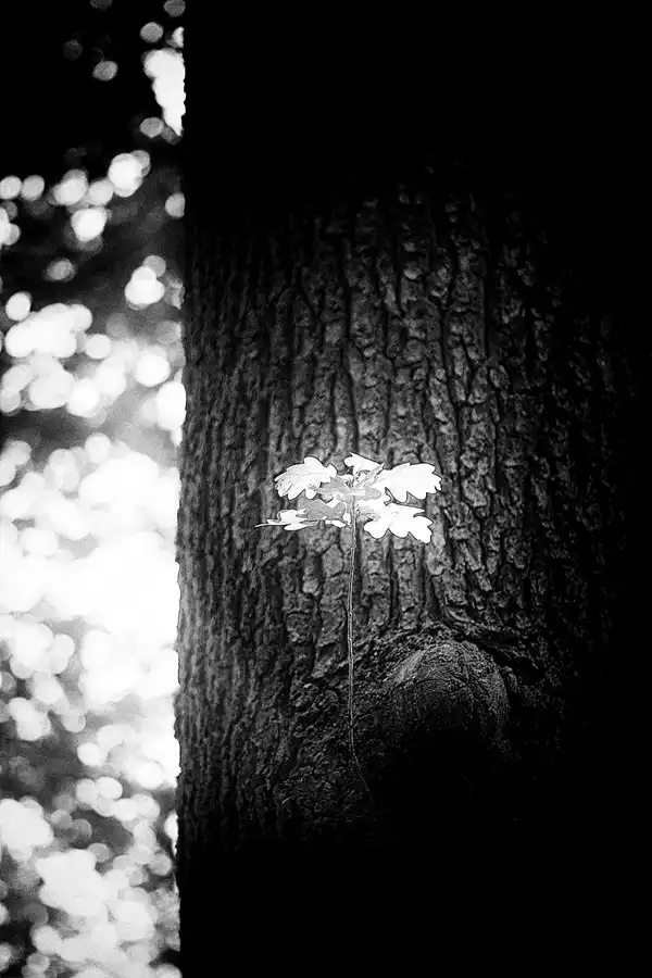 016 | 2022 | Berlin | Obersee-Orankesee-Park | © carsten riede fotografie