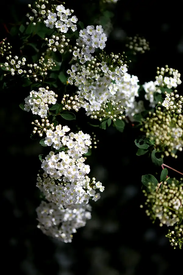 017 | 2022 | Berlin | Obersee-Orankesee-Park | © carsten riede fotografie
