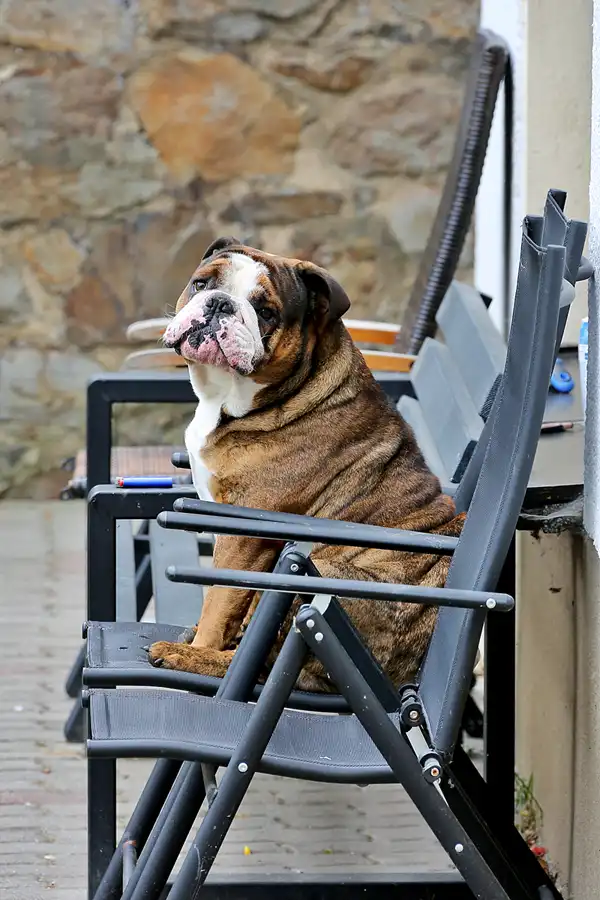 063 | 2022 | Lunzenau | Der Hund von Lunzenau | © carsten riede fotografie