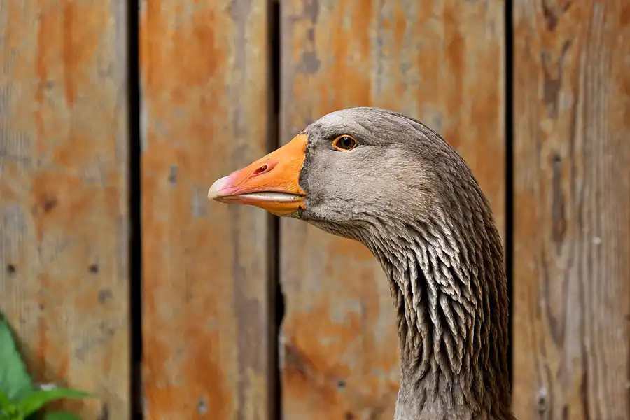 073 | 2022 | Langenleuba-Niederhain | © carsten riede fotografie