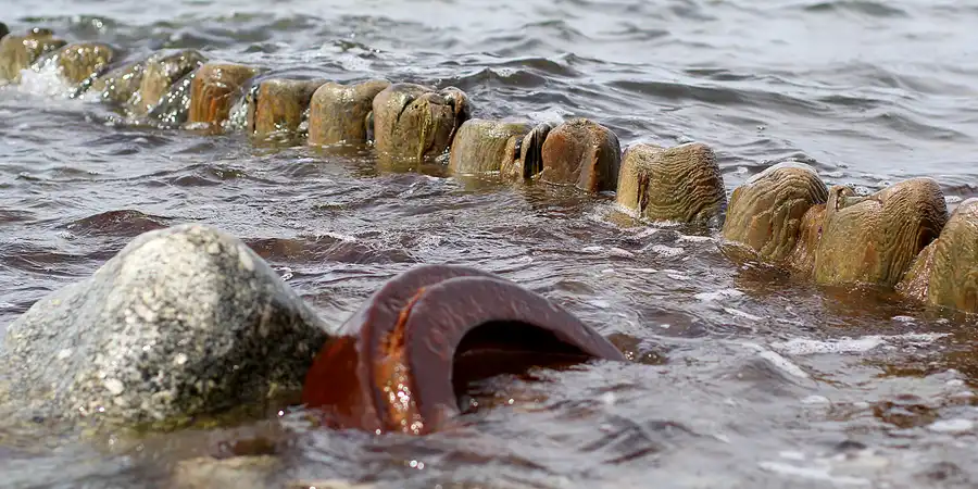 065 | 2022 | Bug | © carsten riede fotografie