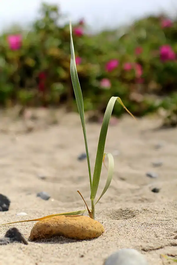 075 | 2022 | Bug | © carsten riede fotografie