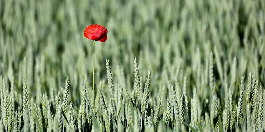 117 | 2022 | Lohme | © carsten riede fotografie