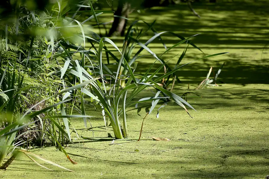 180 | 2022 | Stubbenkammer | Rund um den Herthasee | © carsten riede fotografie