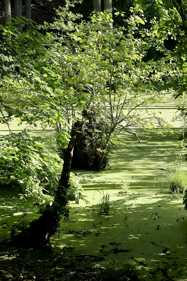 181 | 2022 | Stubbenkammer | Rund um den Herthasee | © carsten riede fotografie