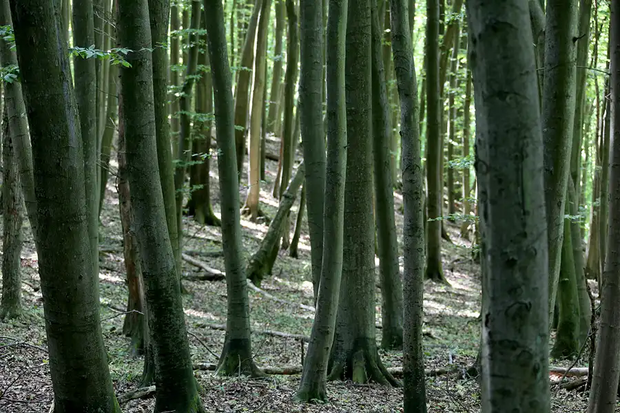 184 | 2022 | Stubbenkammer | Rund um den Herthasee | © carsten riede fotografie