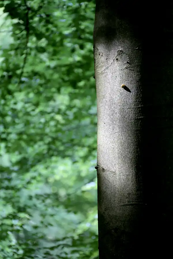 185 | 2022 | Stubbenkammer | Rund um den Herthasee | © carsten riede fotografie
