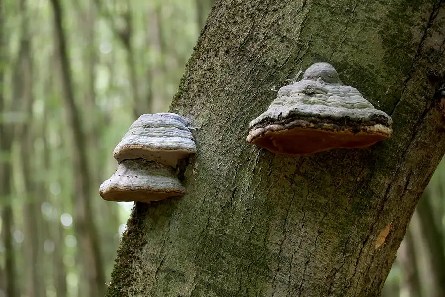 186 | 2022 | Stubbenkammer | Rund um den Herthasee | © carsten riede fotografie