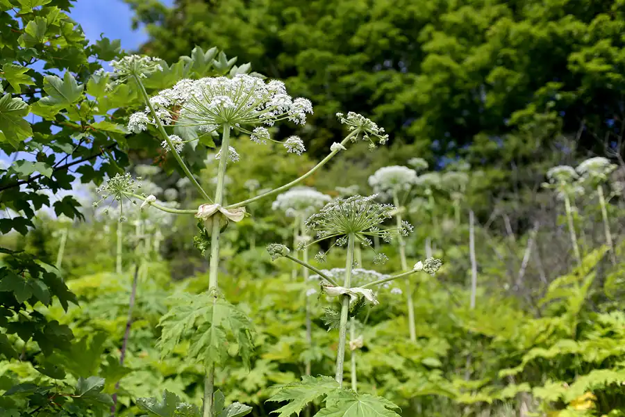 199 | 2022 | Vitt | © carsten riede fotografie