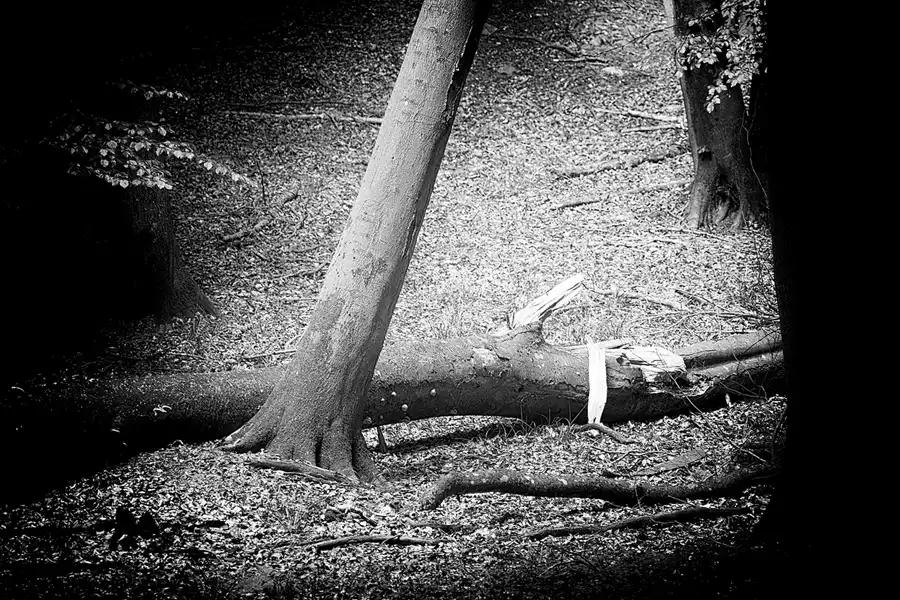 044 | 2022 | Stubbenkammer | Rund um den Herthasee | © carsten riede fotografie