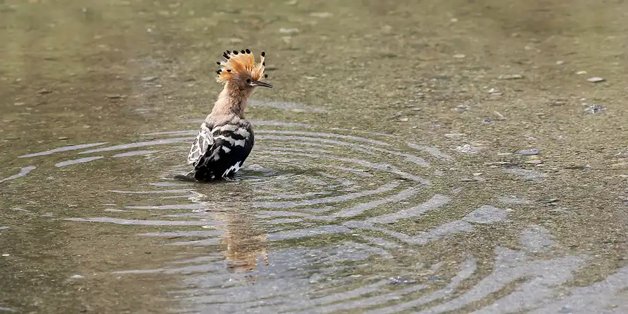 007 | 2022 | Sornoer Kanal | © carsten riede fotografie