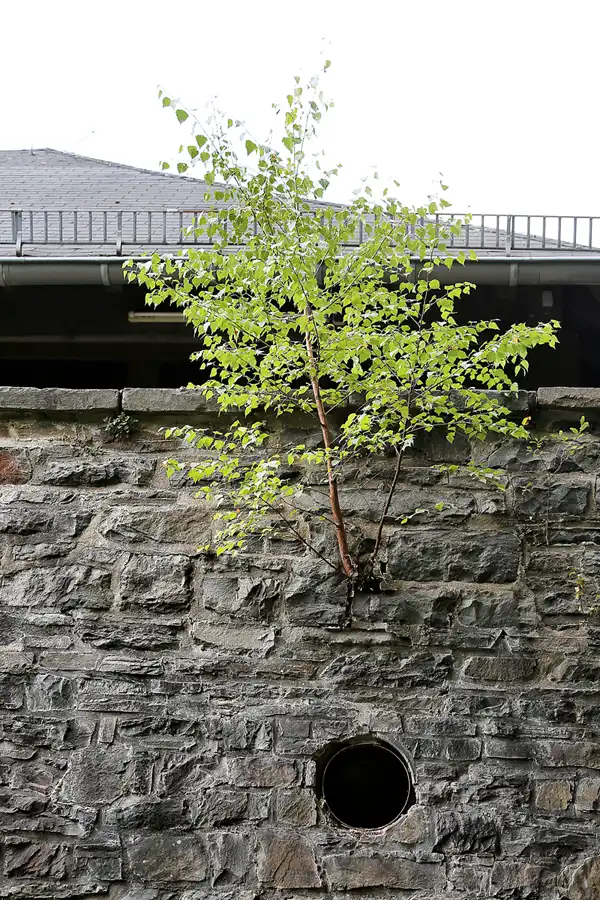 117 | 2022 | Vogelsang IP | ehemalige NS-Ordensburg Vogelsang | © carsten riede fotografie