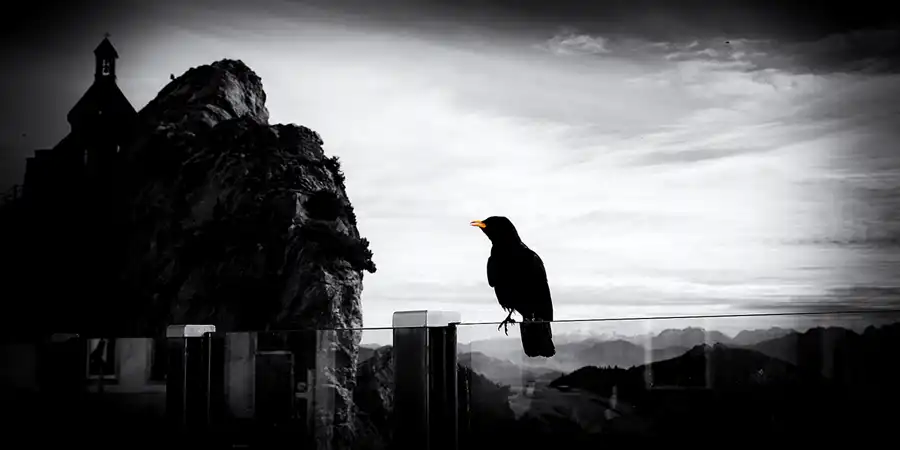 014 | 2022 | Wendelstein | Alpendohle | © carsten riede fotografie