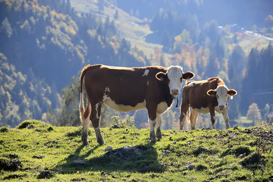 119 | 2022 | Flintsbach am Inn | © carsten riede fotografie