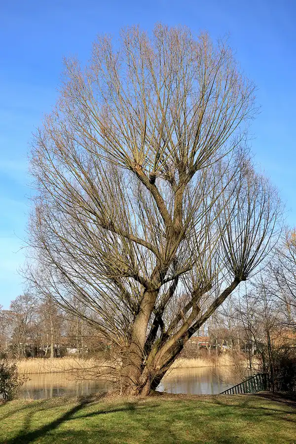 004 | 2023 | Berlin | Obersee-Orankesee-Park | © carsten riede fotografie