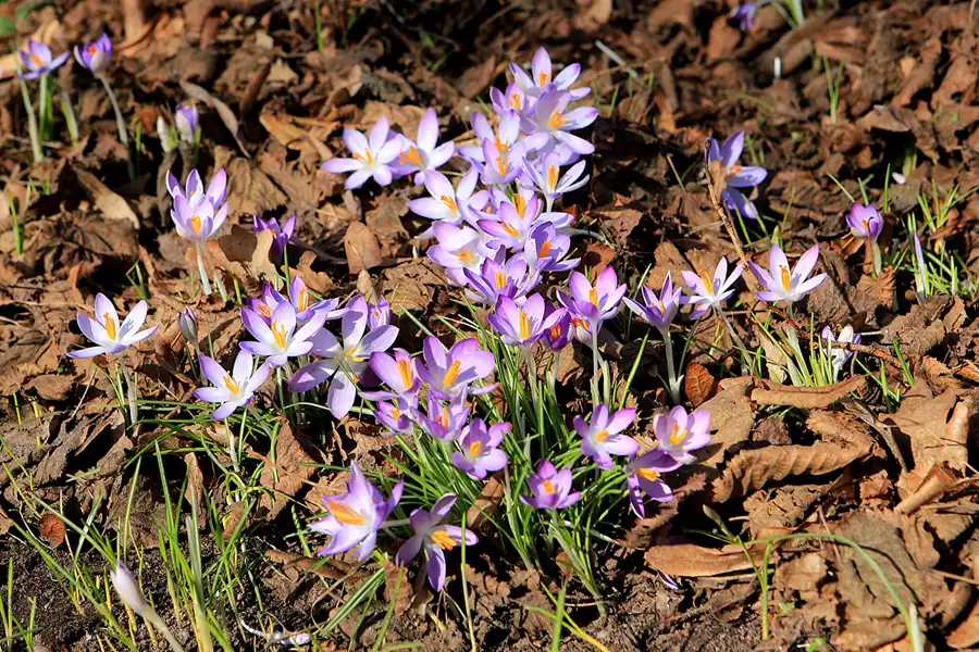 008 | 2023 | Berlin | Obersee-Orankesee-Park | © carsten riede fotografie