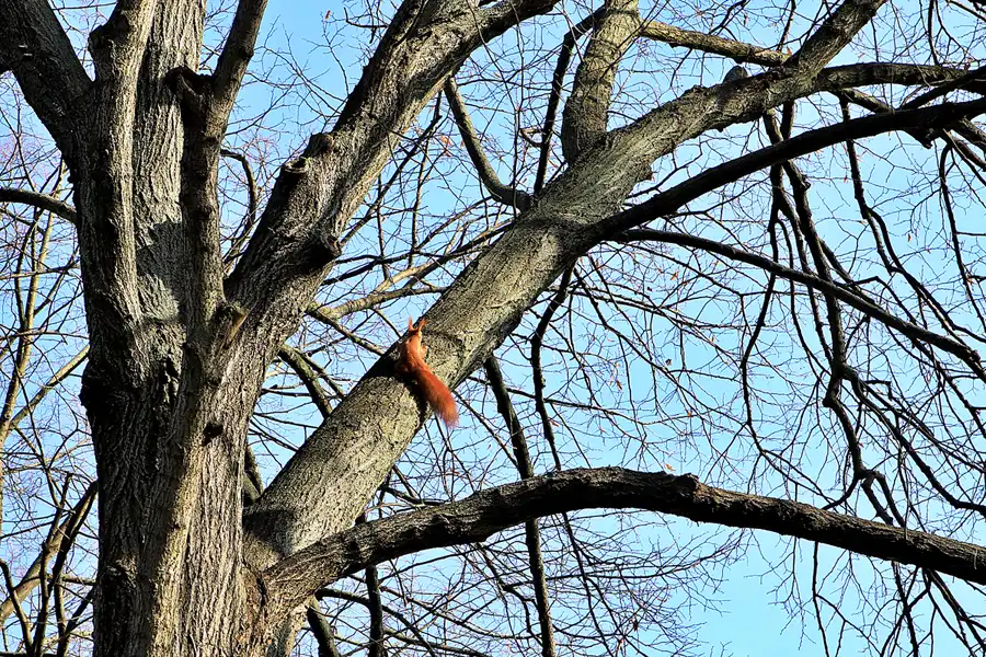 010 | 2023 | Berlin | Obersee-Orankesee-Park | © carsten riede fotografie