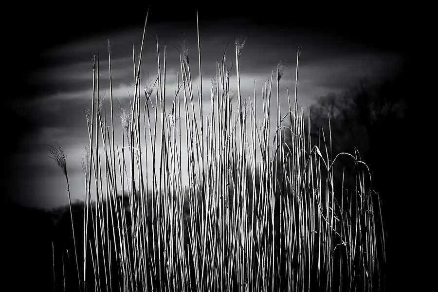 013 | 2023 | Berlin | Obersee-Orankesee-Park | © carsten riede fotografie