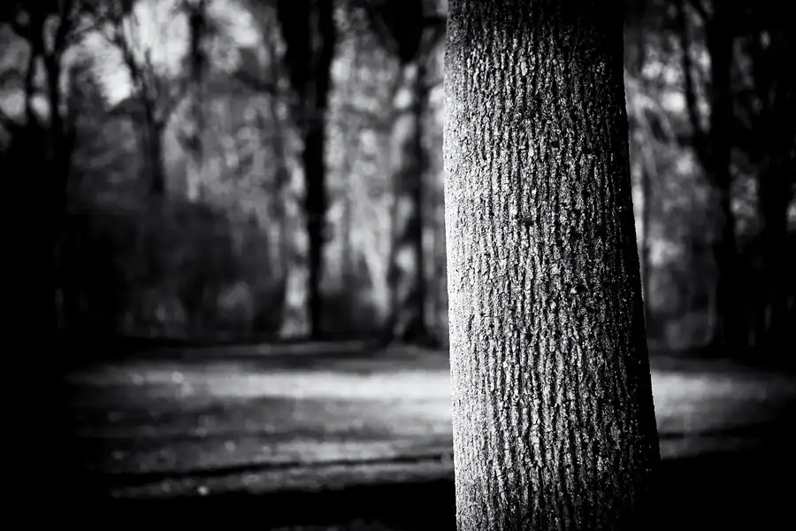 018 | 2023 | Berlin | Obersee-Orankesee-Park | © carsten riede fotografie